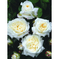 Роза Алабастер флорибунда  (Rose Alabaster) 3х річні