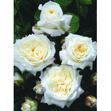 Роза Алабастер флорибунда  (Rose Alabaster) 3х річні