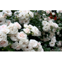 Роза Aspirin Rose (Аспирин Роз) 2х річні