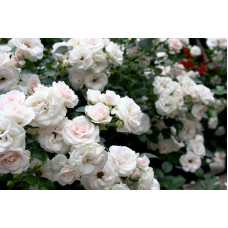 Роза Aspirin Rose (Аспирин Роз) 2х річні