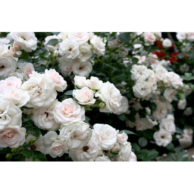 Роза Aspirin Rose (Аспирин Роз) 2х річні