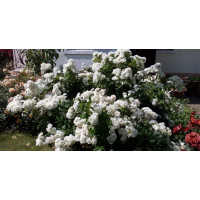 Роза мускусна ( шраб ) Ватерлоо (Rosa rugosa Waterloo)