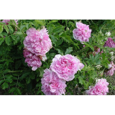 Роза Рогози  Foxy Pavement(Rosa Foxy Pavement)