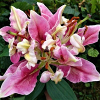 Лилия ориентальная Parrot Pink Cariba 14/16