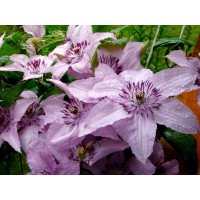 Клематис Хеглі Гібрид (Hagley Hybrid)