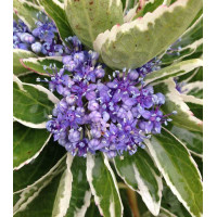 Гортензія великолиста Variegata (триколор)