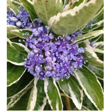Гортензія великолиста Variegata (триколор)
