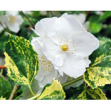 Бузок(жасмин) вінцевий Инносенс (Philadelphus Innocence)