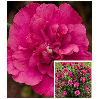 Гібіскус деревоподібний Magenta Chiffon