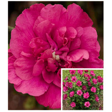 Гібіскус деревоподібний Magenta Chiffon