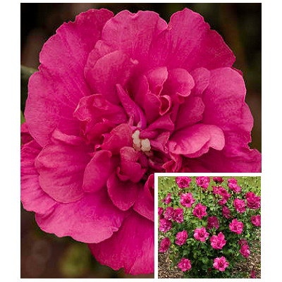Гібіскус деревоподібний Magenta Chiffon