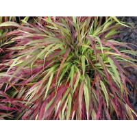 Хаконехлоа крупная Наоми, Hakonechloa.
