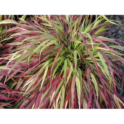 Хаконехлоа велика Наомі, Hakonechloa.