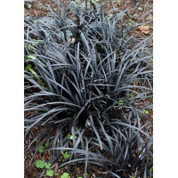 Офиопогон Ophiopogon  Nigrescens