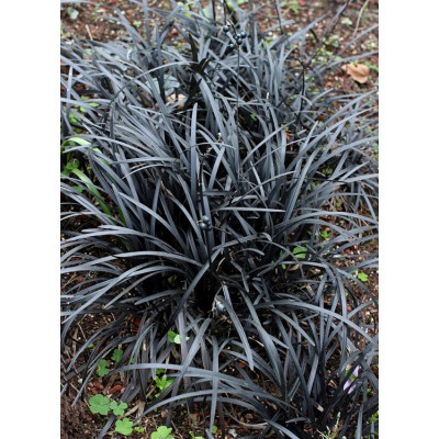 Офиопогон Ophіopogon Nigrescens