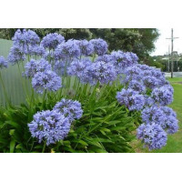 Агапантус Blue Thunder