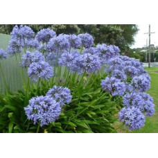 Агапантус Blue Thunder