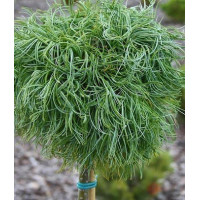 Сосна веймутова Green Twist (привита на штамб)