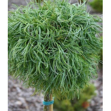Сосна веймутова Green Twist (привита на штамб)