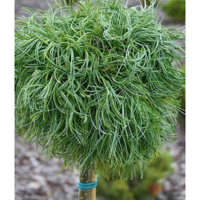 Сосна веймутова Green Twist (привита на штамб)