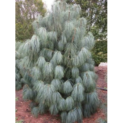 ГіМАЛАЙСЬКА СОСНА НАНА