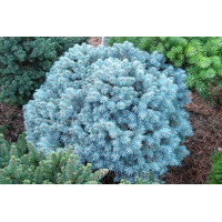 Ялина колюча Blue Pearl (Привита)