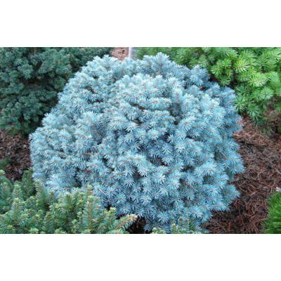Ялина колюча Blue Pearl (Щеплена)