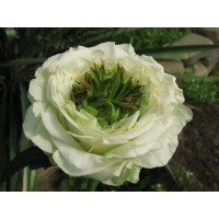 Роза Грін Ай/Зелений Очей. (Green Eya)
