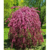 Яблуня Malus Rojal Beauty Pa на штамбі