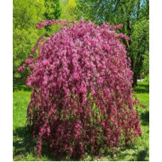 Яблуня Malus Rojal Beauty Pa на штамбі