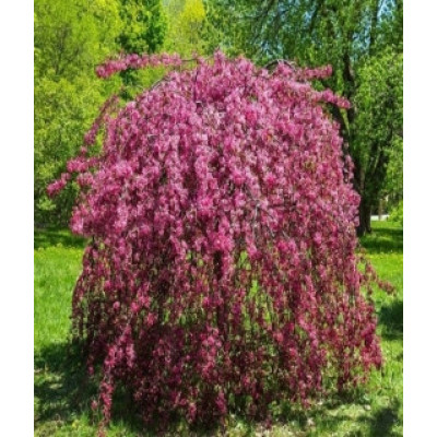 Яблуня Malus Rojal Beauty Pa на штамбі