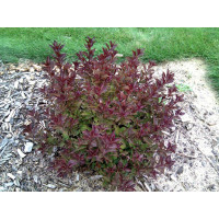 Вейгела квітуча Рубі Квін - Weigela florida Ruby Queen 3х років
