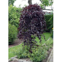 Бук Fagus sylvatica purpurea Pendula