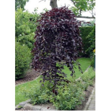 Бук Fagus sylvatica purpurea Pendula