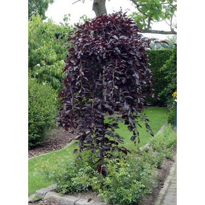 Бук Fagus sylvatica purpurea Pendula