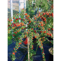 Кизильник Даммера Cotoneaster  на штамбе