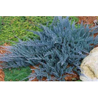 Можевельник Juniperus horizontalis Ace Blue