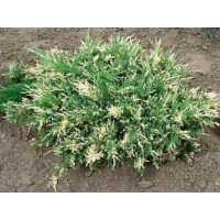 Можевельник Juniperus horizontalis Andorra Variegata