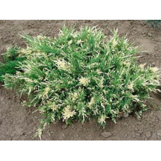 Можевельник Juniperus horizontalis Andorra Variegata