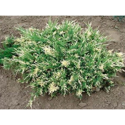 Можевельник Juniperus horizontalis Andorra Variegata