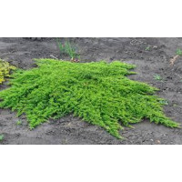 Ялівець горизонтальний Принц Уельсу (Juniperus horizontalis 'Prince of Wales')