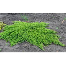 Ялівець горизонтальний Принц Уельсу (Juniperus horizontalis 'Prince of Wales')
