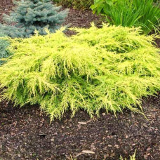 Можевельник Голд Киссен Juniperus pfitzeriana Gold Kissen
