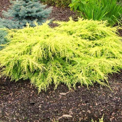 Ялівець; Голд Киссен Juniperus pfitzeriana Gold Kissen