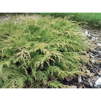 Мікробіота Microbiota decussata Fuzz Ball