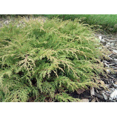 Мікробіота Microbiota decussata Fuzz Ball
