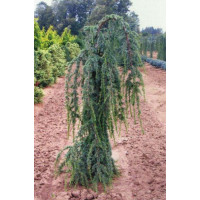 НОВИНКА КЕДР ПЕНДУЛА   Cedrus Libanii Pendula