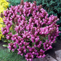 Прунелла 'Rubra' (Prunella grandiflora 'Rubra.Прунелла (черноголовка)