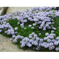 Шаровница (глобулярия) сердцевиднолистная (Globularia cordifolia).