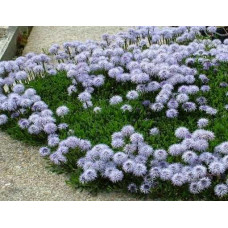Кульовниця (глобулярія) серцевизна (Globularia cordifolia).